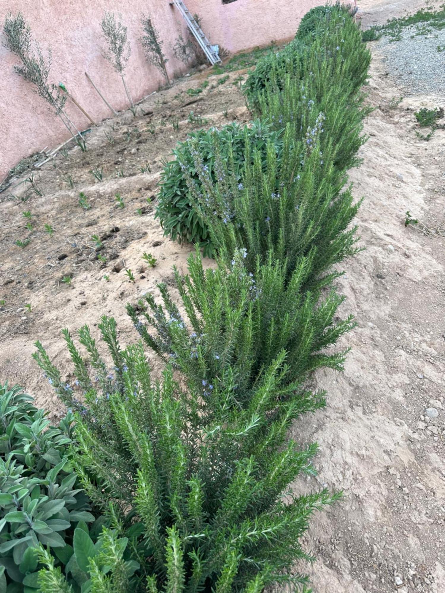 Dar Al Qanass Imane Hostel Midelt Bagian luar foto